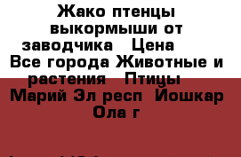 Жако птенцы выкормыши от заводчика › Цена ­ 1 - Все города Животные и растения » Птицы   . Марий Эл респ.,Йошкар-Ола г.